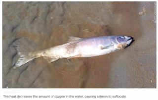 alaskan salmon killed by climate change